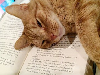 image of a kitty laying son a book